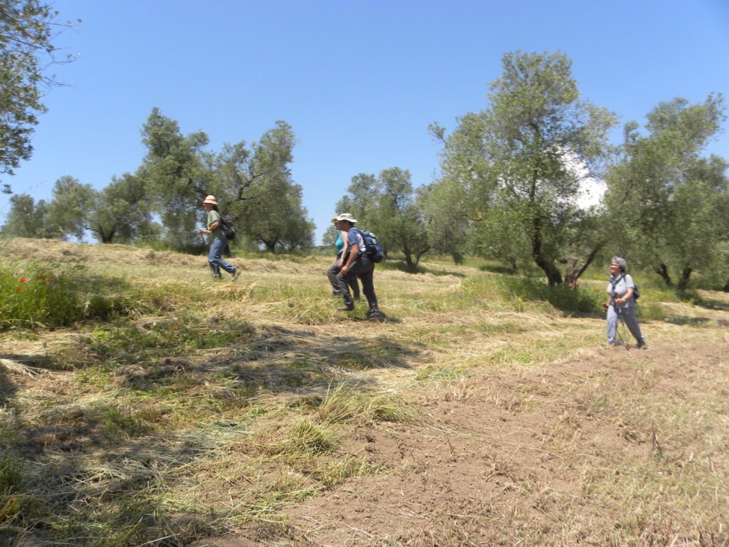 Maremma